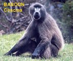  rowland ward, sci, Baboon (Chacma)