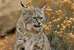 Photo: bobcat sitting on a rock