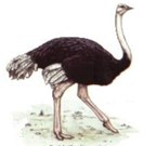  rowland ward, sci, Ostrich