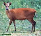  rowland ward, sci, Duiker (Red)