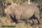  rowland ward, sci, Rhinoceros (white)