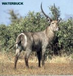  rowland ward, sci, Waterbuck